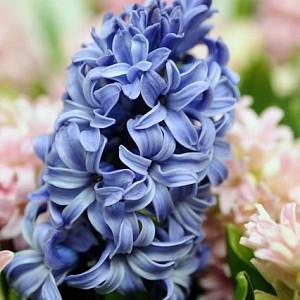 Hyacinthus Orientalis 'Blue Star', Hyacinth ''Blue Star', Dutch Hyacinth, Hyacinthus Orientalis, Common Hyacinth, Spring Bulbs, Spring Flowers, blue hyacinth, blue flower